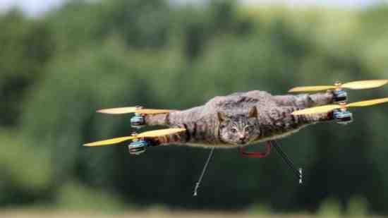 Cat drone inventor works on flying cows
