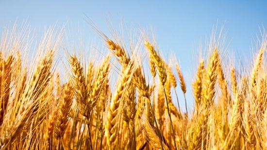 Prosecution, IGA receives parliamentary report on wheat corruption
