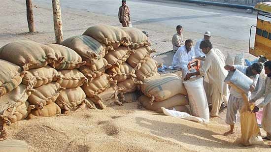 Egypt’s average wheat consumption is 186 kg per capita: report

