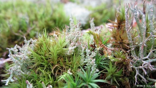 Lichens: Astonishing microcosmos