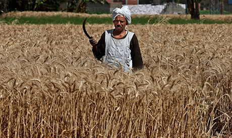 Egypt's farmers deposit 237,000 tonnes of wheat at govt silos in first 15 days of harvest: Ministry