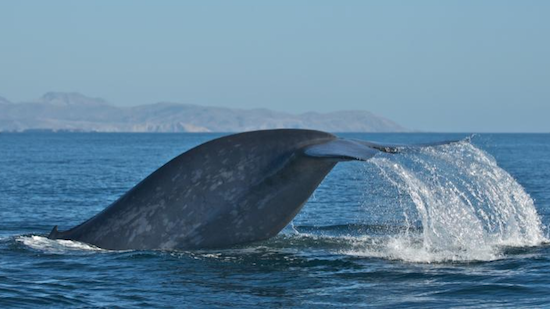 Endangered blue whale spotted for first time in Red Sea: Environment Ministry