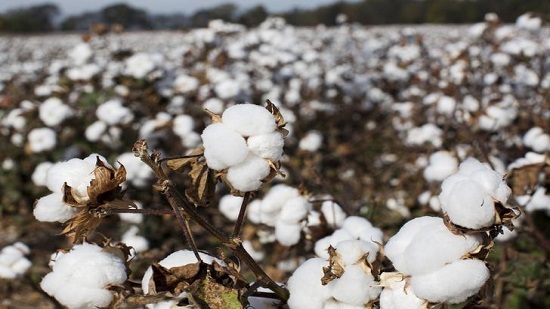 Cotton exports increase by 181.6% during Q2 of 2017-18: CAPMAS