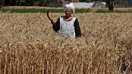 Egypt local wheat harvest ends with sharply lower figure