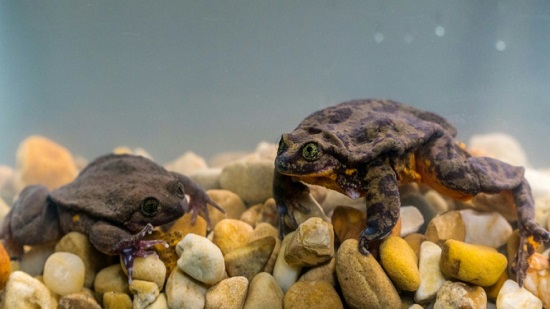 Unfroggetable: endangered Bolivian amphibians get long-awaited first date