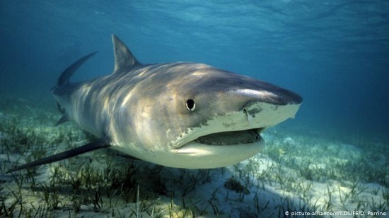 Tiger sharks feast on songbirds, study shows