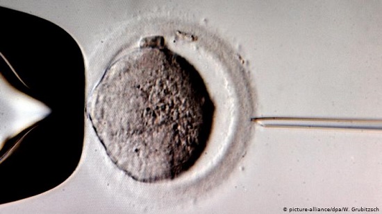 German doctors want human egg donations to be legalized