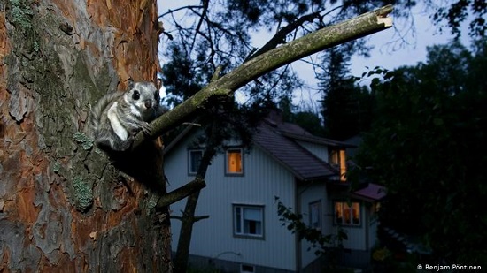 Finland: Euroskeptics vs. the flying squirrel
