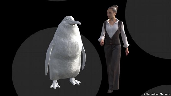 Human sized penguin fossils found in New Zealand
