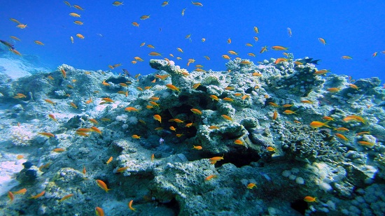 Egypt is the world s second-best scuba diving destination: DIVE Travel magazine
