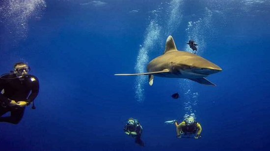 Egypts Diving Chamber announces awareness courses for divers to deal with sharks