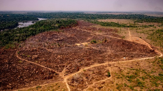 Amazon deforestation for January hits record
