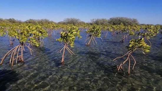 Egypt launches project to plant mangrove trees along Red Sea coast
