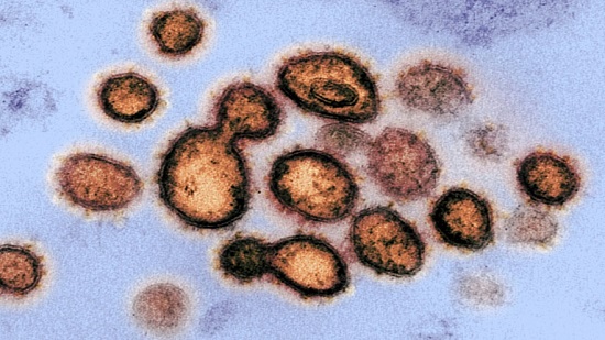 Viruses ancient tiny amazing
