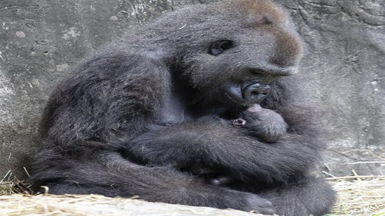 Tiny critically endangered gorilla baby born in New Orleans

