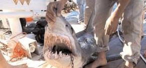 Getting to know about Sharm’s sharks 