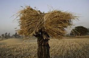 Egypt bought 2.6 mln T of local wheat 
