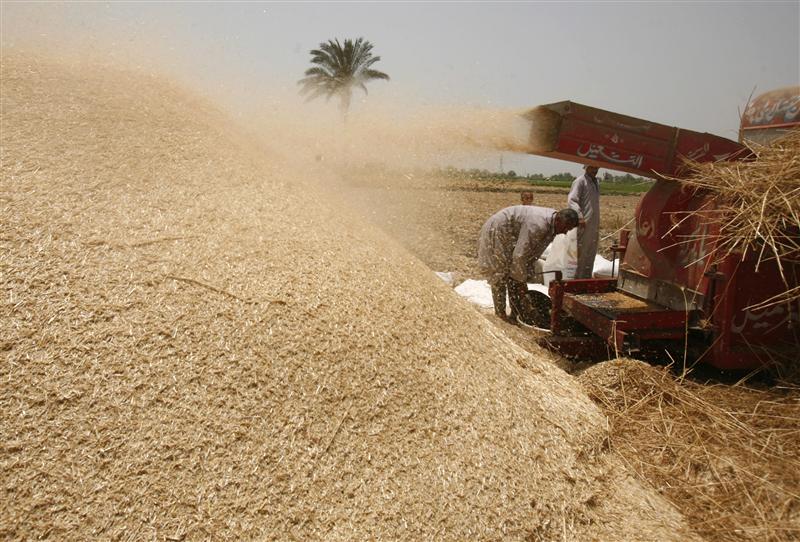 Egypt to get help from US, European wheat exporters - minister