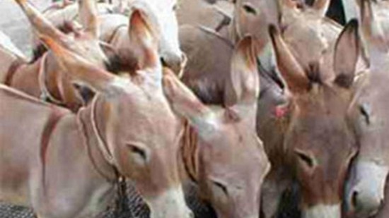 118 donkies skinned, found dead in Kafr el-Sheikh

