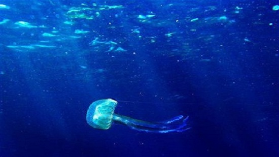 Egypts environment ministry follows up on North Coasts unseasonable jellyfish infestation