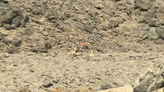 Deer spotted in Wadi al-Gemal for first time in 6 years