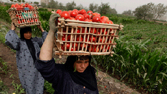 Egypt aims to reverse bans on agricultural exports