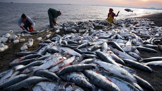 This is the most valuable wild salmon fishery in the world: Under the Trump administration, it could become a mine