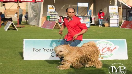 First Armant dog breed competition in Egypt to be held October 28