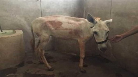 Swiss tourists pay 800 euros to fly abused donkey in Egypt to Switzerland