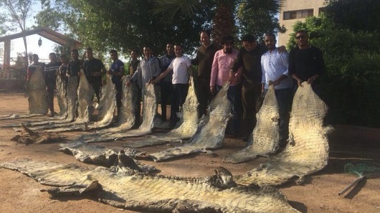 Crocodile skin poachers caught in largest trafficking attempt in Lake Nasser