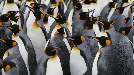 World’s largest king penguin colony declines by nearly 90%