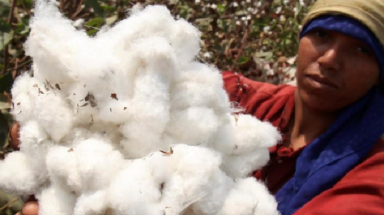 45.1% increase in cotton exports in 1st quarter of 2018/2019: CAPMAS