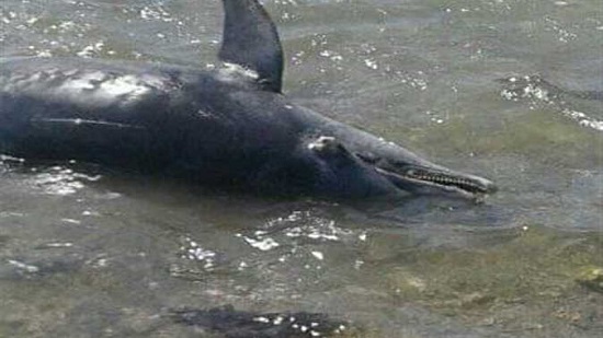 Eleven dead dolphins wash up on Marsa Alam beach
