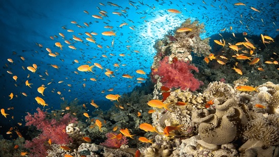 Red Sea’s coral reefs face existential threat from overfishing
