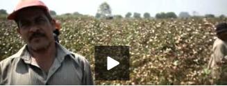Egypt’s cotton growers complain of inferior quality of cotton yields
