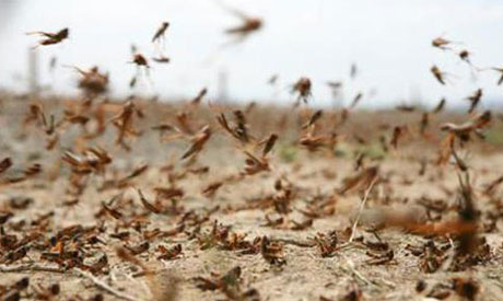 Swarms of locusts seen descending on Cairo