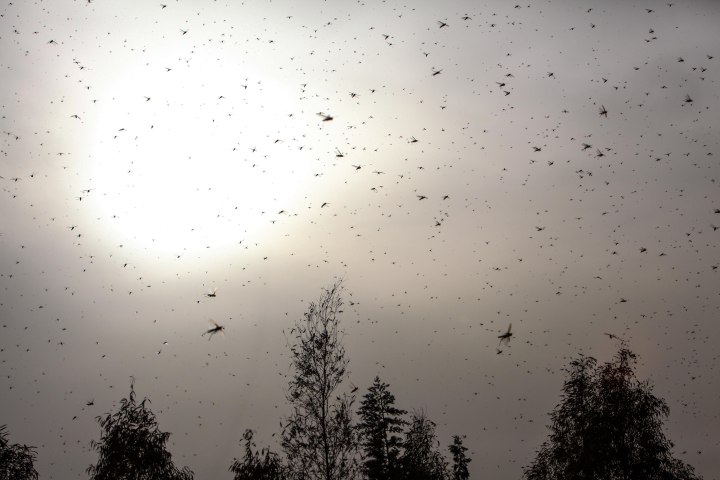 Locust Swarms Descend on Egypt Like Biblical Plague
